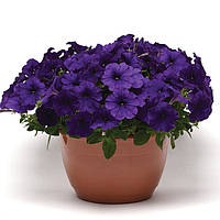 Петунія Pan American Easy Wawe Blue F1 100 насінин драже