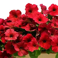 Петунія Pan American Easy Wawe Berry Velour F1 100 насінин драже