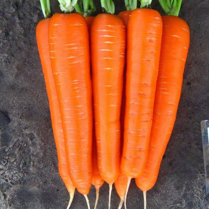 Насіння моркви «Лагуна F1» 100 000 шт.