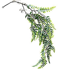 Кущ ампелястий папороті 85 см