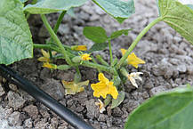 Крапельна трубка з еміттерами Presto-PS 50 см 200 м (MCL-50-200), фото 4