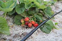 Крапельна трубка з еміттерами Presto-PS 50 см 200 м (MCL-50-200), фото 5