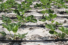 Крапельна трубка з еміттерами Presto-PS 100 см 200 м (MCL-100-200), фото 5