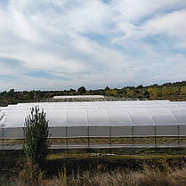 Плівка для теплиць Vatan 150 мкм 8х50 м (УФ стабілізація 36 місяців), фото 4