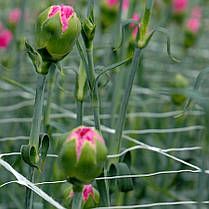 Шпалера сітка для огірків TENAX ОРТІНЕТ 10 FGPO 125х125 мм 1,12х1000 м, фото 5