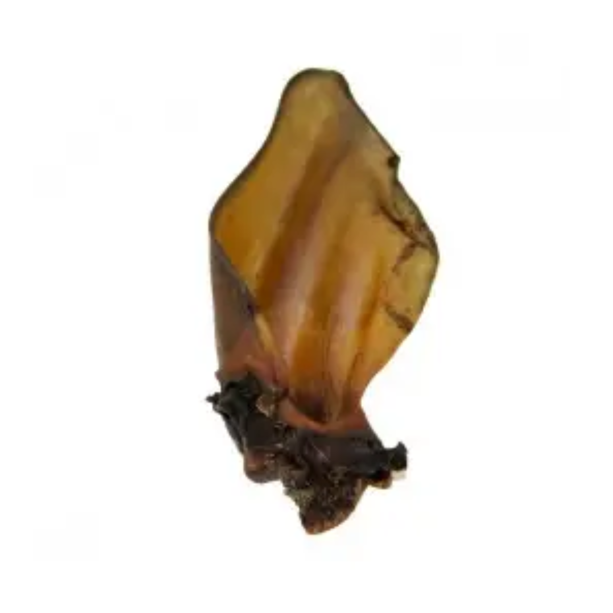 Ласощі для собак Вухо дикого кабана сушене (ціна за 1шт), фото 1