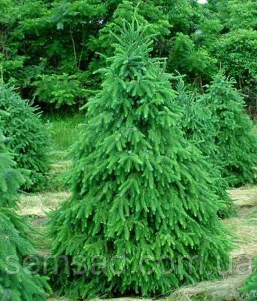 Ялина сербська \ Picea omorika  ( саджанці С1.5л - 17 -25см )