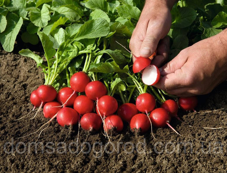 Редиска Рудольф Бейо | Rudolf Bejo 500 г