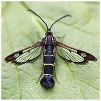 Шкідник саду — склівка смородинна