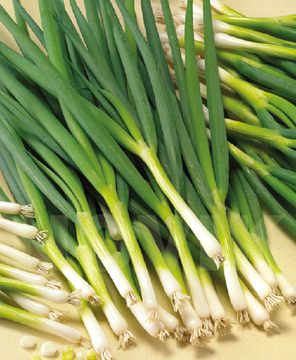 Насіння Цибуля на перо Параде, 100 шт, Bejo Zaden B.V., Нідерланди, фото 3