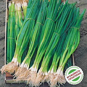 Насіння Цибуля на перо Параде, 100 шт, Bejo Zaden B.V., Нідерланди, фото 2