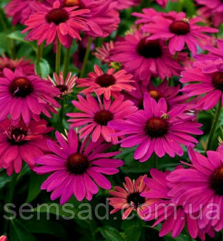 Ехінацея Світ Меадов Мама \ Echinacea Sweet Meadow Mama (саджанці р12)