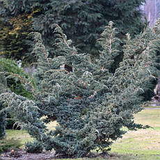 Ялівець лускатий Meyeri 3 річний, Ялівець лускатий Мейери, Juniperus squamata Meyeri, фото 2