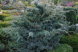 Ялівець лускатий Meyeri 3 річний, Ялівець лускатий Мейери, Juniperus squamata Meyeri, фото 2