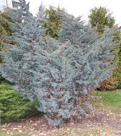 Ялівець лускатий Meyeri 3 річний, Ялівець лускатий Мейери, Juniperus squamata Meyeri, фото 2