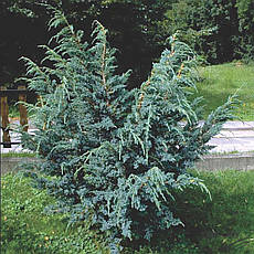 Ялівець лускатий Meyeri 3 річний, Ялівець лускатий Мейери, Juniperus squamata Meyeri, фото 3