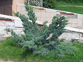 Ялівець лускатий Meyeri 3 річний, Ялівець лускатий Мейери, Juniperus squamata Meyeri, фото 3