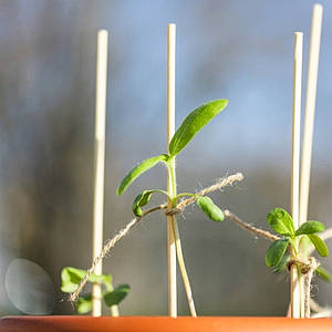Бамбукові палички для підтримки рослин 50 см