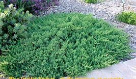 Ялівець прибережний Blue Pacific 3 річний, Ялівець прибережний Блю Пасифік Juniperus conferta Blue Pacific, фото 2