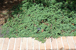 Ялівець прибережний Blue Pacific 3 річний, Ялівець прибережний Блю Пасифік Juniperus conferta Blue Pacific, фото 3