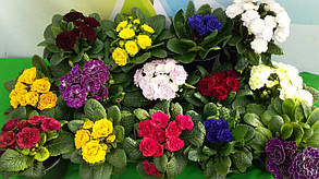 Примула балерина махрова " Лемон Шифон "\ Primula Belarina Lemon Chiffon ( багаторічна-саджанці р12 ), фото 4
