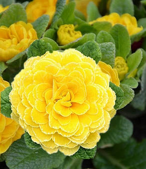 Примула балерина махрова Спрінг Сан \ Primula Spring Sun ( садова-р12 ), фото 1