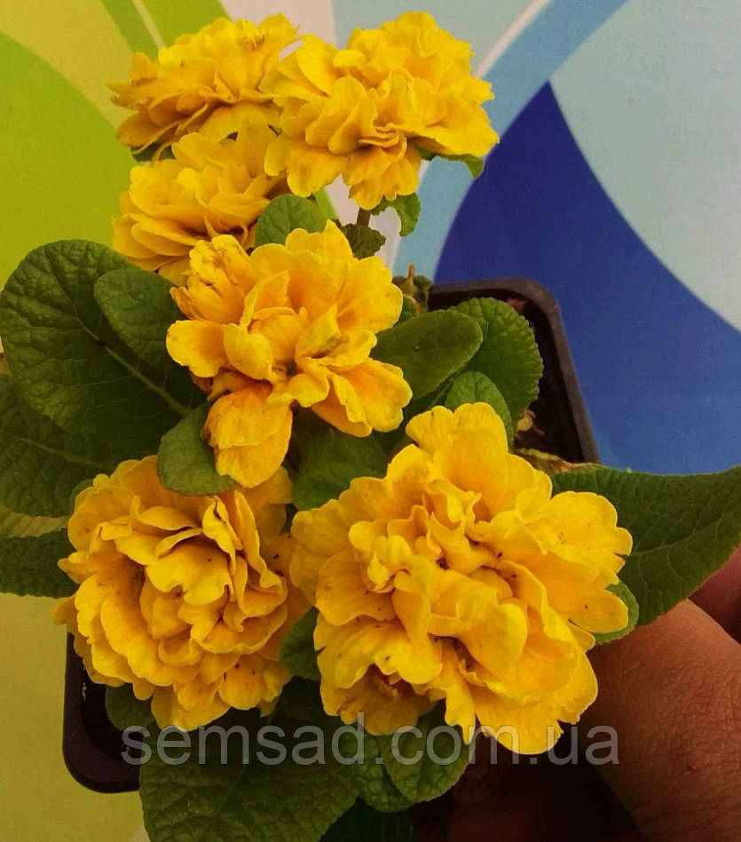 Примула поліантова Санні Еллоу \ Primula Pollyanna Sunny Yellow (-саджанці р12 )