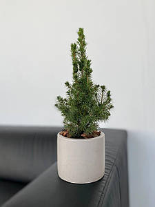 Горщик для ялинки. Бетонні горщики.Емкості для рослин