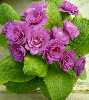 Примула поліантова Пінк Фонтан \ Primula Pollyanna Pink Fountain (-саджанці р12 ), фото 1