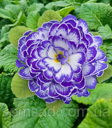 Примула балерина махрова Блю Раплес \ Primula Belarina Blue Ripples ( садова-саджанці р12 ), фото 1