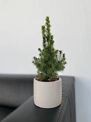 Живі ялинки