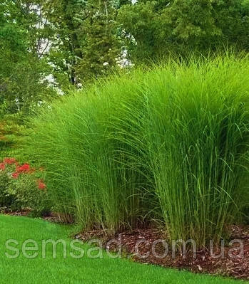 Міскантус китайський Грацилімус \ Miscanthus sinensis Gracillimus ( саджанці С3л ), фото 1
