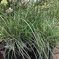 Міскантус китайський Грацилімус \ Miscanthus sinensis Gracillimus ( саджанці С3л ), фото 5
