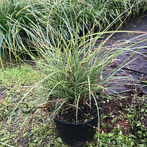 Міскантус китайський Грацилімус \ Miscanthus sinensis Gracillimus ( саджанці С3л ), фото 4