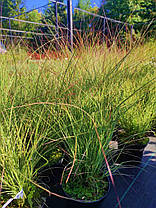 Міскантус китайський Грацилімус \ Miscanthus sinensis Gracillimus ( саджанці С3л ), фото 6