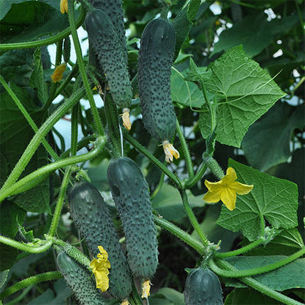 Насіння огірка Сарацин F1 (Мозаїк) (Yuksel Seeds), 500 насіння — ранній гібрид, партенокарпік, фото 1