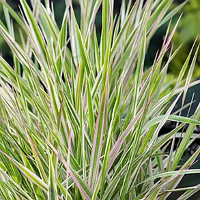 Фаляріс очеретяний Триколор \ Phalaris arundinacea Tricolor (саджанці 1.5л ), фото 1