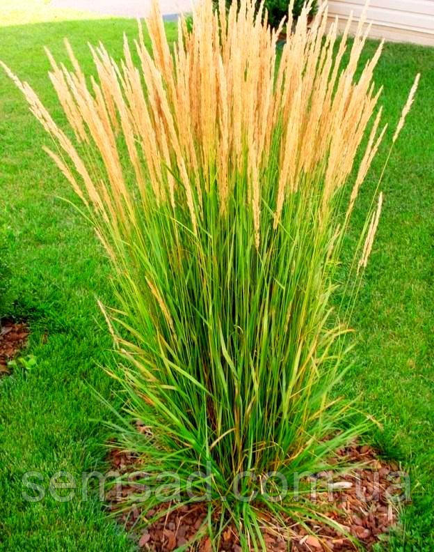 Куничник Карл Форест \ Calamagrostis acutiflora "Karl Foerster' (саджанці С2л)