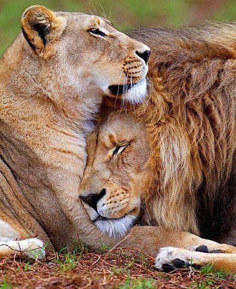 Алмазна мозаїка на підрамнику картина стразами 40х50 см DIY Лев і левиця (SGLE 77191 - C)