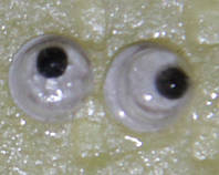 Глаза бегающие 4.3 мм. зіниця 1мм