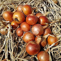 Шанкар F1 - насіння цибулі, 250000 нас., Libra Seeds