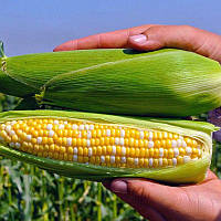 Пантеон F1 - насіння цукрової кукурудзи, 1000 нас., Libra Seeds