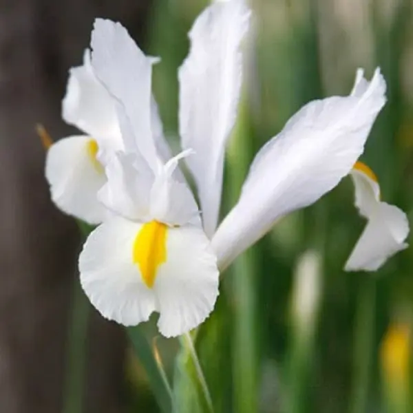 Ірис Hollandica White Van Vliet (3шт\уп)