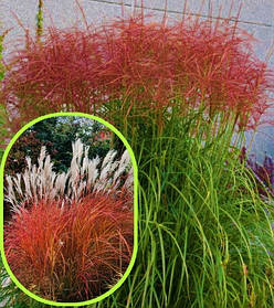 Міскантус китайський Вулкан  ( саджанці 3л )