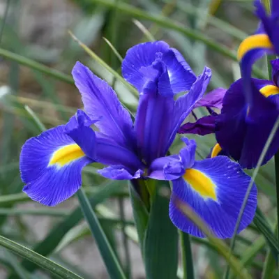 Ірис Hollandica Blue Magic (3шт\уп)
