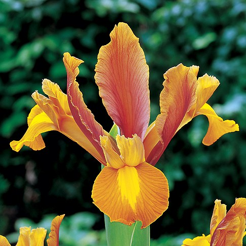 Ірис Hollandica Bronze Beauty (3шт\уп)