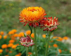 Геліхризіум