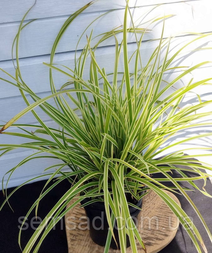 Осока морроу Голдбанд  \ Carex morrowii 'Goldband' ( саджанці 1л )