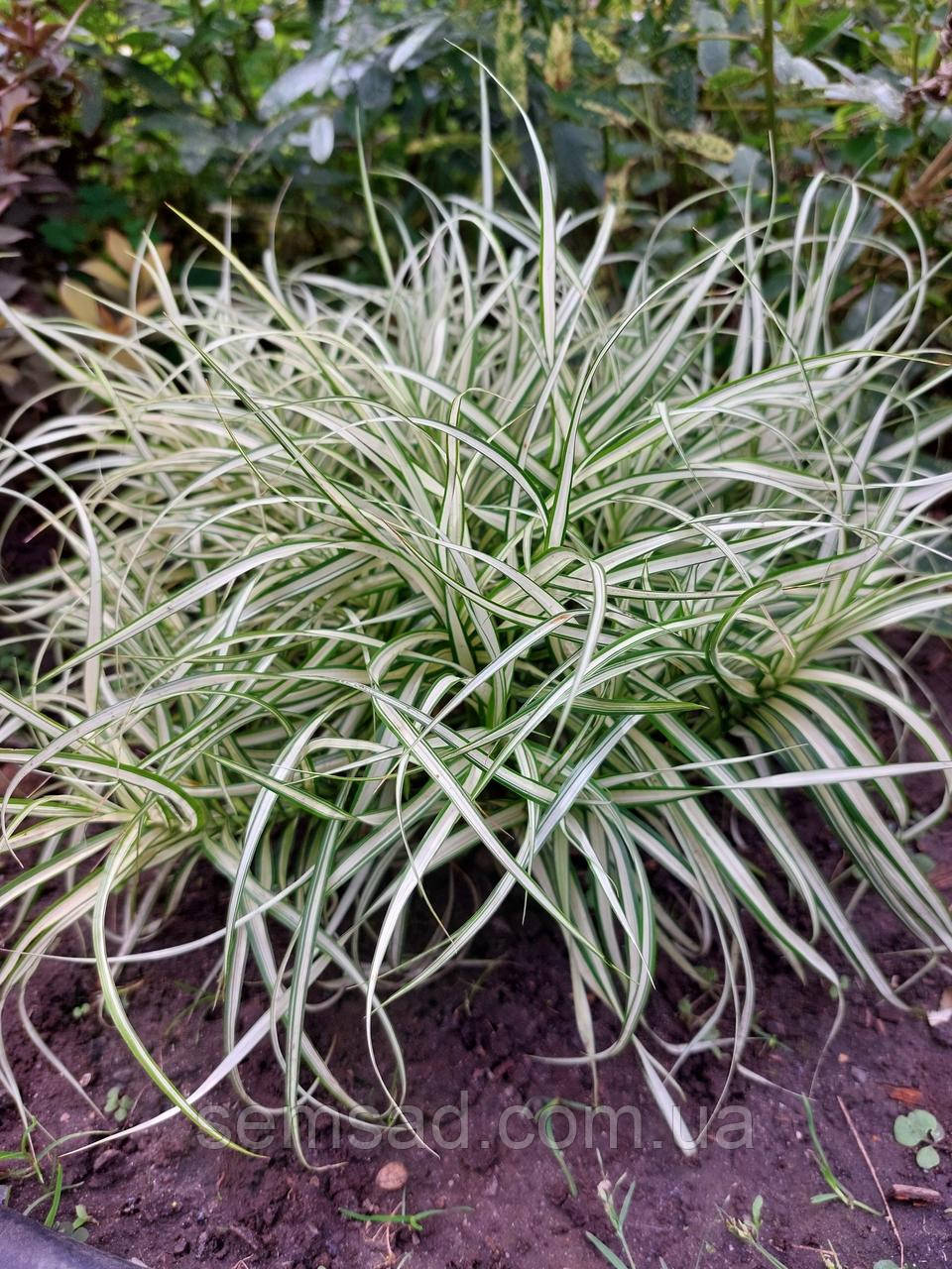 Осока пальмолістна Вайт Мідж \ Carex muskingumensis White Midge (саджанці р9)