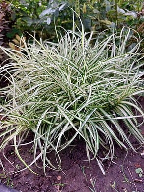 Осока пальмолістна Вайт Мідж \ Carex muskingumensis White Midge (саджанці р9), фото 1